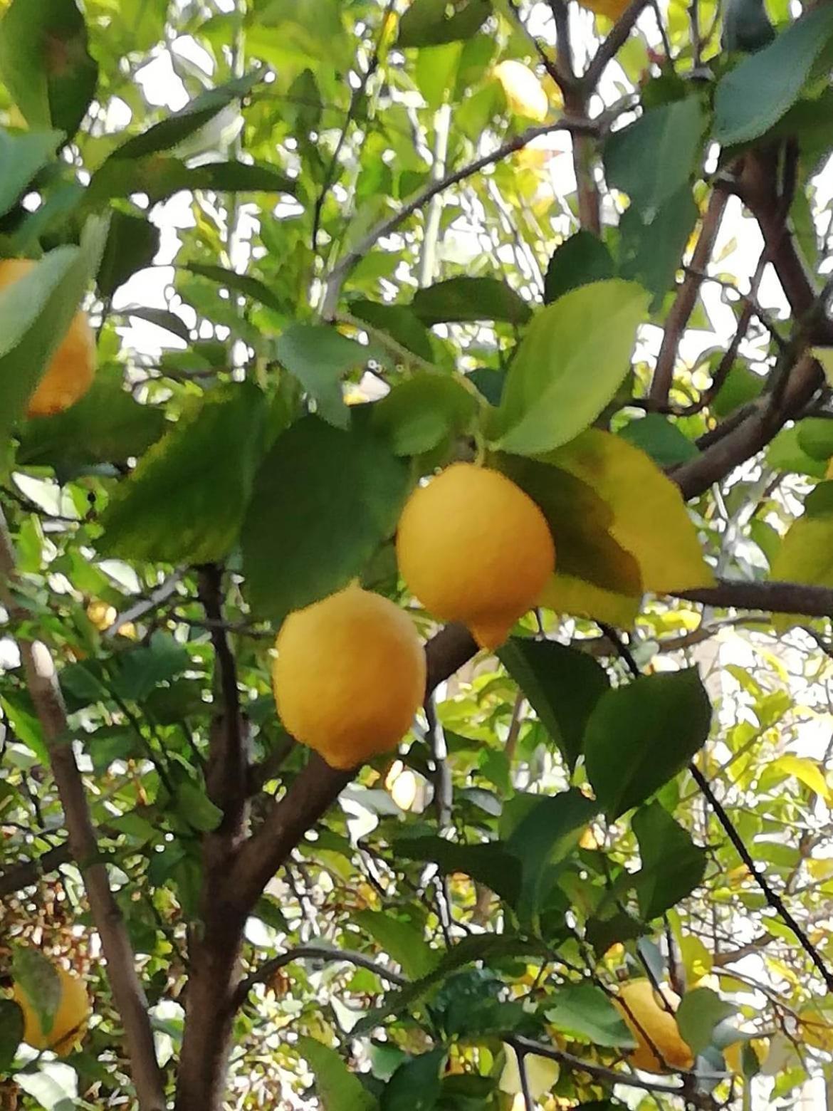 Ma Maison Ναύπλιο Εξωτερικό φωτογραφία